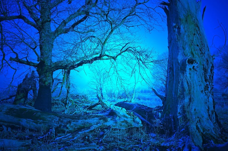 Mystery Forest